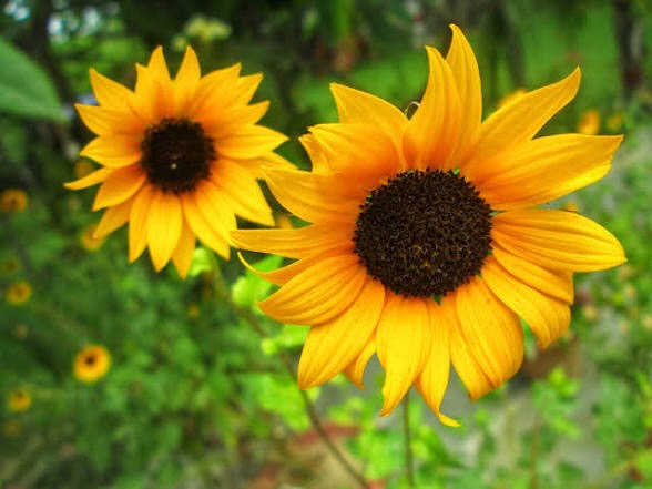 Black-eyed Susans in bloom